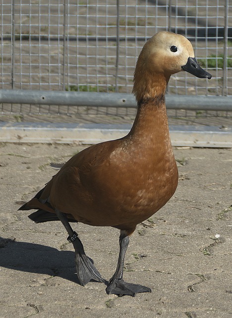 小基恩等年