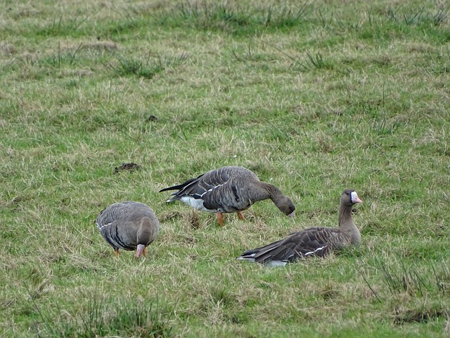 营经济的发 营经济的发